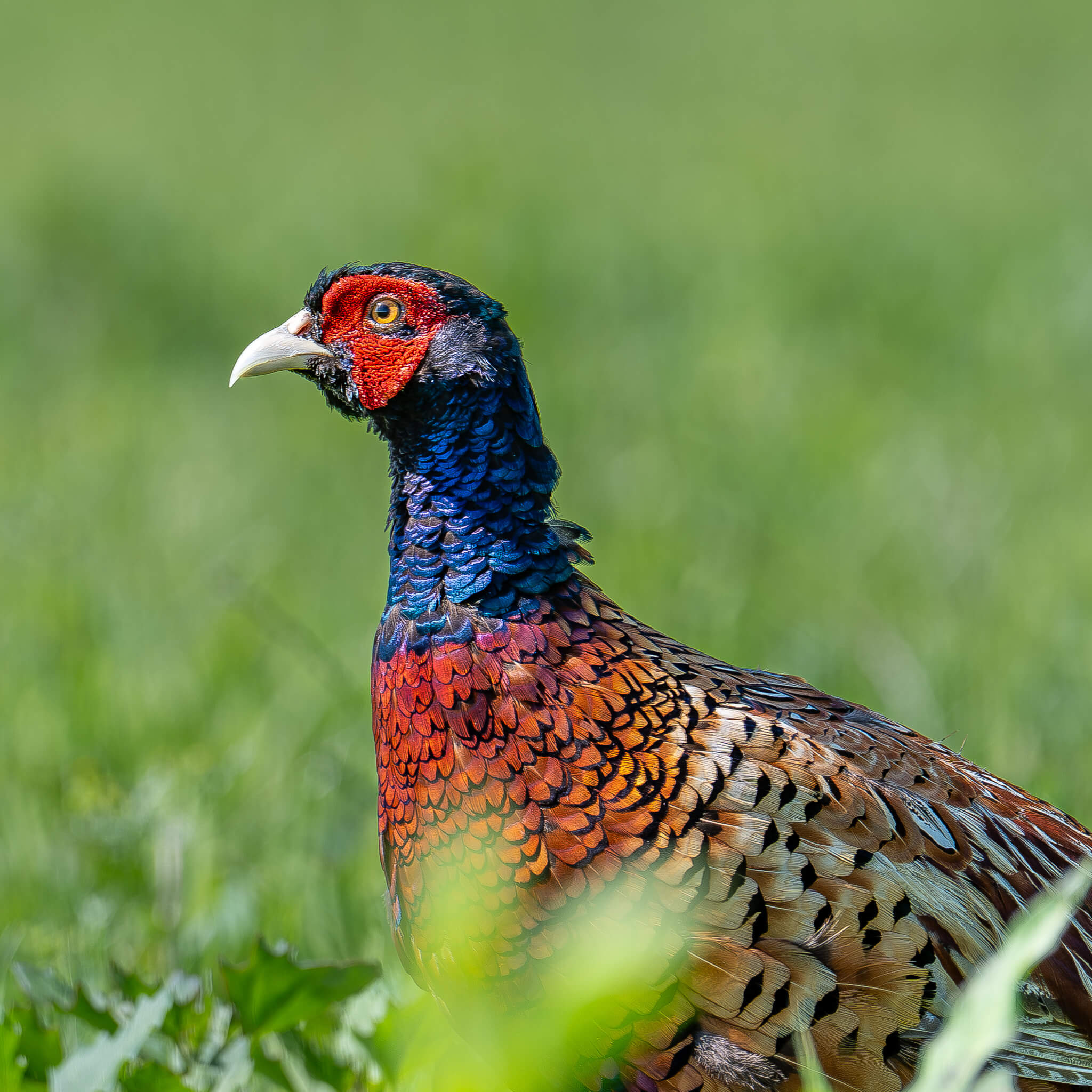 Natuurfoto's voor website en social media campagnes Van Schier